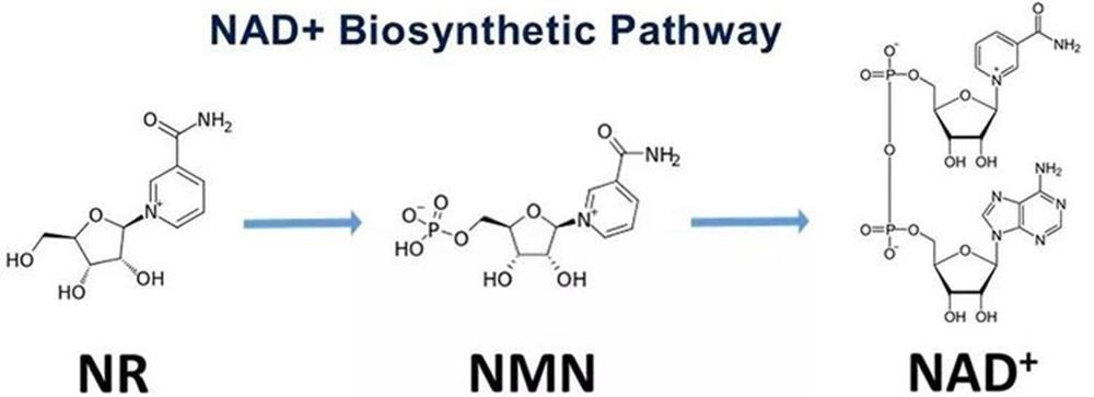 product-1000-363 β-Nicotinamide Mononucleotide nmn (4)
